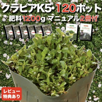 【肥料プレゼント中】 クラピア K5 薄桃品種 9cmポット苗  120鉢セット 有機入り一発果菜肥料1200gと植栽マニュアル付き イワダレソウ改良種 グランドカバー 植物 プランツ 薄ピンクの花 庭 屋上 緑化 K7と同程度の耐寒性 多年草 地被植物 ほふく性 下草 背が低い 宿根草