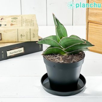 PLANCHU 多肉植物 サンセベリア サムライ ドワーフ 3号鉢 受け皿付き 育て方説明書付き Sansevieria ehrenbergii ‘Samurai Dwarf’ サンスベリア