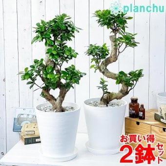 PLANCHU 観葉植物 フィカス ガジュマル 昇り竜＆八の字 2鉢セット 8号鉢 受け皿付き 育て方説明書付き Ficus microcarpa 精霊の宿る木