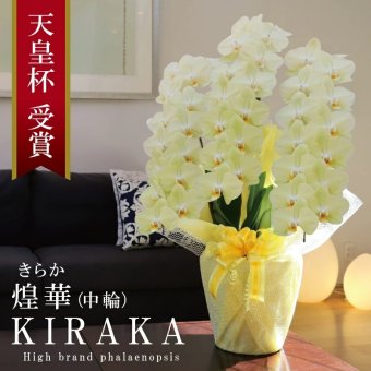 希少 純国産 胡蝶蘭 花持ち長い 中輪3本立ち 40輪～ 25,800円【煌華(きらか)】 黄色 画像配信あり 産地直送 お祝い 花 贈り物 母の日ギフト 縁起良い 商売繁盛 長寿祝 開店祝 開業祝 移転祝 就任祝 昇進祝 当選祝 当日発送 日本橋 銀座 王立園芸協会登録商品