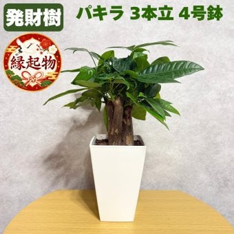 観葉植物 パキラ グラブラ 3本立ち ミニ 卓上 小さい 4号 高さ約35cm 白 スクエア鉢 マネーツリー 育てやすい 耐陰性 インテリア デスク 棚 一人暮らし 誕生日 引っ越し祝い 就職祝い 退職祝い お礼 プチギフト お祝い ギフト プレゼント おしゃれ