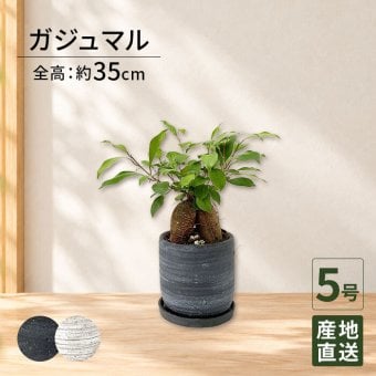 ガジュマル 5号 利休陶器 高さ約35cm 観葉植物