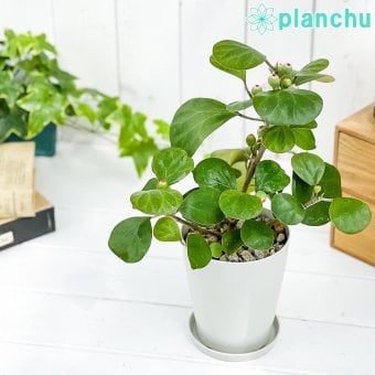PLANCHU 観葉植物 フィカス デルトイデア 4号鉢 受け皿付き 育て方説明書付き Ficus deltoidea コバンボダイジュ 小判菩提樹 ゴムノキ
