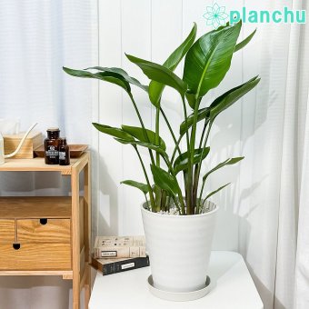 PLANCHU 観葉植物 ストレリチア オーガスタ 8号鉢 受け皿付き 育て方説明書付き Strelitzia nicolai ニコライ 楽園の白い鳥 極楽鳥花