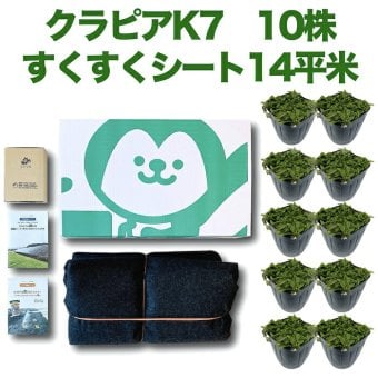 クラピアK7（白） ポット苗10株 すくすくシート14平米+J字型ピン100本　肥料 活力剤2種、完全植栽マニュアル2種付き クラピア 芝桜 雑草対策 グランドカバー マルチング イワダレソウ（改良種）