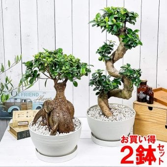 PLANCHU 観葉植物 フィカス ガジュマル 昇り竜＆太幹 2鉢セット 8号平鉢 受け皿付き 育て方説明書付き Ficus microcarpa 精霊の宿る木