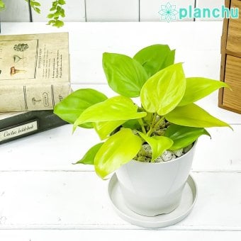 PLANCHU 観葉植物 フィロデンドロン オキシカルディウム ライム 3.5号鉢 受け皿付き 育て方説明書付き Philodendron oxycardium ‘Lime’ オキシカルジウム アロイド