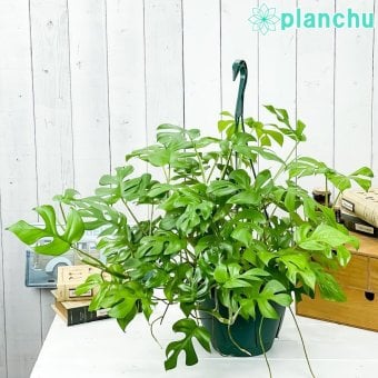 PLANCHU 観葉植物 ラフィドフォラ ヒメモンステラ 7号吊り鉢 育て方説明書付き Rhaphidophora tetrasperma テトラスペルマ アロイド