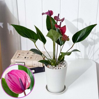 PLANCHU 観葉植物 アンスリウム シラノ 4号鉢 受け皿付き 育て方説明書付き Anthurium andraeanum ‘Cirano’ アンスリューム アロイド 鉢花 パープル系