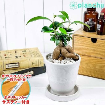 PLANCHU 観葉植物 ガジュマル 4号樹脂鉢 ホワイト サスティー付き 受け皿付き 育て方説明書付き Ficus microcarpa フィカス ミクロカルパ 精霊の宿る木