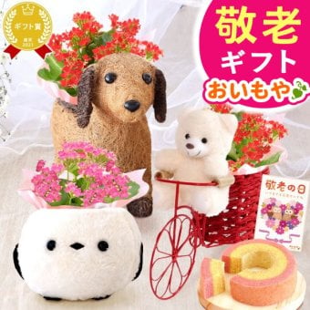 【まだ間に合う】 敬老の日 すぐ贈れるギフト 即日発送 2026 プレゼント 花 ギフト カーネーション ケイトウ 花鉢 鉢花 鉢植え アニマル 犬 猫 ネコ ねこ クマ くま バウムクーヘン いちご 苺 イチゴ 送料無料 スイーツ お菓子 洋菓子 ギフトセット 母 おしゃれ 実母 自分の母 義母 妻 40代 50代 60代 70代 花セット 花とお菓子 おいもや