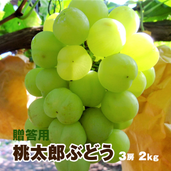 岡山県産 桃太郎ぶどう 贈答用 3房入り(約2kg)瀬戸ジャイアンツ ぶどう ブドウ 種無しぶどう 葡萄 
