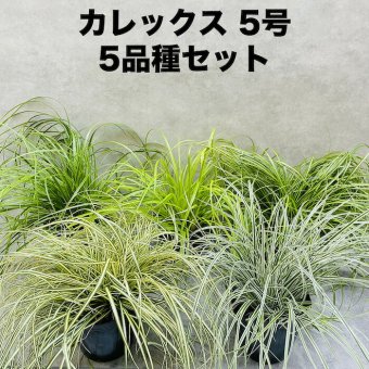 カレックス 5品種セット 寄せ植え用 15cmポット苗 株 下草 常緑 多年草 グランドカバー カラーリーフ 庭 花壇 鉢植え 高耐寒性