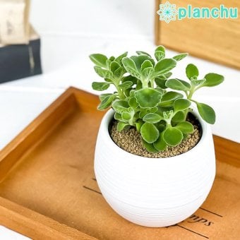 PLANCHU 観葉植物 プレクトランサス アロマティカス 3号丸鉢 受け皿付き 育て方説明書付き Plectranthus hadiensis ハーブ苗 虫除け植物