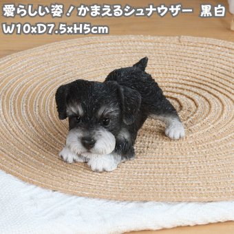 犬の置物 woobia ウービア かまえるシュナウザー 黒白 小 子犬 10cm 手のひらサイズ リアル動物オーナメント イギリス職人手彩色 玄関 デスク インテリア 縁起物 誕生日 お礼 退職祝い 新築祝い お祝い ギフト プレゼント かわいい