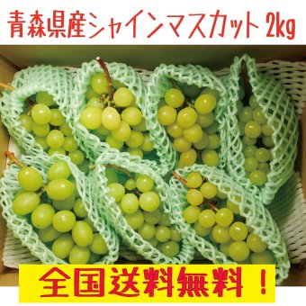 青森県産　シャインマスカット　訳あり　3−7房　2ｋｇ　送料無料！