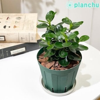 PLANCHU 観葉植物 フィカス コパンダガジュマル 4号スリット鉢 受け皿付き 育て方説明書付き Ficus microcarpa 精霊の宿る木