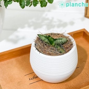 PLANCHU 多肉植物 サンセベリア ボンセレンシス スーパードワーフ 3号丸鉢 受け皿付き 育て方説明書付き Sansevieria ‘Boncellensis Super Dwarf’ サンスベリア