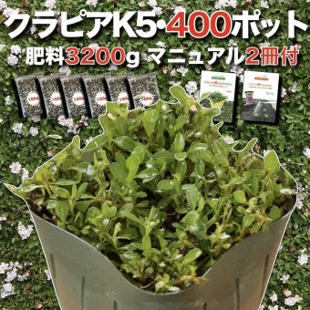 【肥料プレゼント中】 クラピア K5 薄桃品種  9cmポット苗  400株 有機入り一発果菜肥料3200gと植栽マニュアル付き イワダレソウ改良種 グランドカバー 植物 プランツ 薄ピンクの花 庭 屋上緑化 K7と同程度の耐寒性 多年草 地被植物 ほふく性 下草 背が低い 宿根草