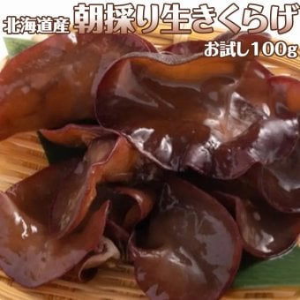 北海道産 朝採り生きくらげ 蝦夷ぷる美人 お試し100g 菌床栽培・無農薬 ぷりぷり肉質 生キクラゲ 木耳 きのこ キノコ メール便 送料無料
