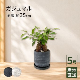 ガジュマル 4号 利休陶器 高さ約25cm 観葉植物