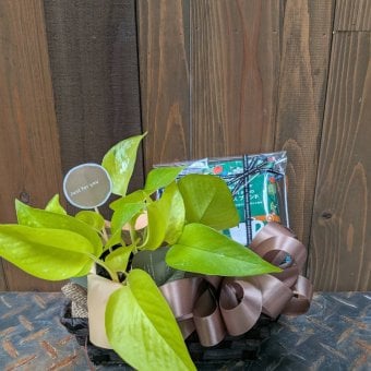 観葉植物 癒しセット ポトス ３号 プレゼント お礼 お祝い プチギフト スタバドリップコーヒー 父の日 退職 お礼 ハンカチ お菓子 挨拶 結婚 ギフト 人気 男性 女性 イベント 気持ち お返し プレゼント 卒業 珈琲誕生日 退職 父の日 コーヒー タオル お菓子 