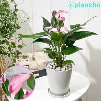 PLANCHU 観葉植物 アンスリウム ジゾウ 4号鉢 受け皿付き 育て方説明書付き Anthurium andraeanum ‘Zizou’ ジゾー アンスリューム アロイド 鉢花 パープル系