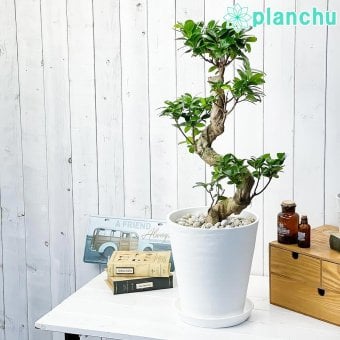 PLANCHU 観葉植物 フィカス ガジュマル 昇り竜 8号鉢 受け皿付き 育て方説明書付き Ficus microcarpa 精霊の宿る木