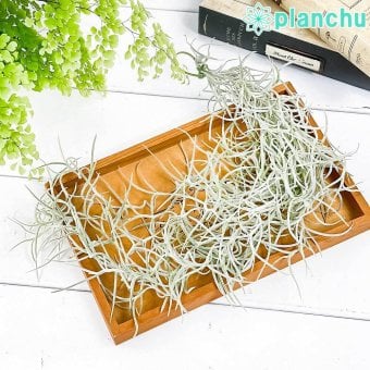 PLANCHU メール便発送 エアプランツ ティランジア ウスネオイデス 太葉 Mサイズ 1束 W8×H40cm前後 育て方説明書付き Tillandsia usneoides エアープランツ チランジア