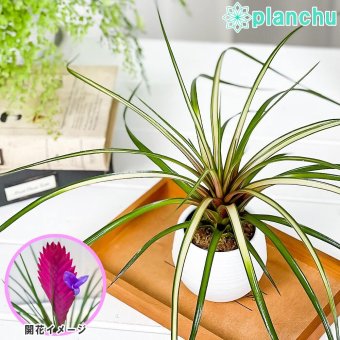 PLANCHU 観葉植物 ワリシア キアネア 斑入り 3号丸鉢 受け皿付き 育て方説明書付き Wallisia cyanea ‘Variegata’ ハナアナナス ブロメリア ティランジア チランジア
