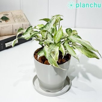 PLANCHU 観葉植物 シンゴニウム スターライト 3.5号鉢 受け皿付き 育て方説明書付き Syngonium podophyllum ‘Starlite’ アロイド