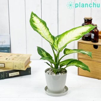 PLANCHU 観葉植物 ディフェンバキア カミーラ 3.5号鉢 受け皿付き 育て方説明書付き Dieffenbachia ‘Camille’ アロイド