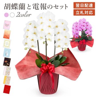【送料無料】 大輪胡蝶蘭 ３本立 スタンダード【約30輪 選べる２色】 電報セット可能 フラワー 花 祝電 お祝い ギフト プレゼント 結婚式 結婚祝い 結婚記念日 誕生日 還暦 長寿祝い 記念日 事務所移転 開店 開業祝い 昇進 栄転 就任祝い 定年退職 周年祝い 創立記念 ビジネス 叙勲 受章祝い 孫の日 七五三 いい夫婦の日 クリスマス 成人式 成人祝い 年賀 お正月 翌日配達
