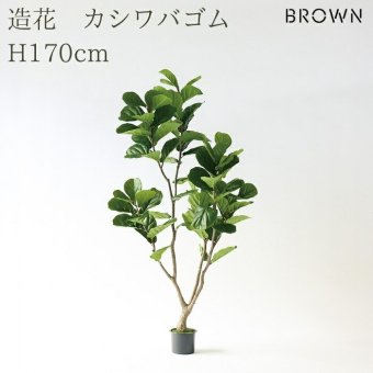 観葉植物 造花 カシワバゴム BROWN 全高約170cm 大型 株立ち フェイクグリーン 高級 本物そっくり リアル おしゃれ ナチュラル インテリア 人工観葉植物 アーティフィシャルグリーン オフィス 店舗 ホテル 開店祝い 室内 リビング 玄関 風水 ゴムの木