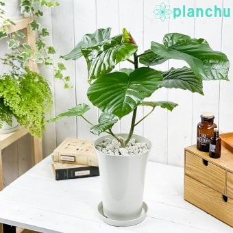 PLANCHU 観葉植物 フィカス ウンベラータ 6号鉢 受け皿付き 育て方説明書付き Ficus umbellata ゴムノキ