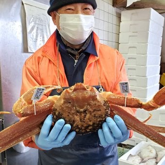 タグ付き 松葉がに【 活生 / ボイル 】最上ランク 大サイズ １枚 1 ｋｇ以上　送料無料　※北海道、東北、沖縄は送料別途加算 1杯 松葉ガニ 松葉かに 松葉カニ 松葉蟹 兵庫県 浜坂 御歳暮 祝 お礼