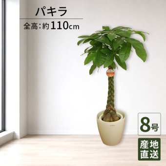 パキラ 8号 丸プラ（鉢カバー付） 高さ約110cm 観葉植物 幸福の木