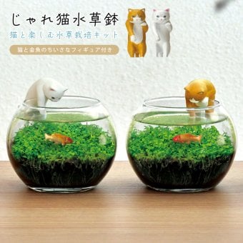 じゃれ猫水草鉢 猫と楽しむミニアクアリウム水草栽培キット 鉢付き フィギュア付き 猫 ネコ ねこ 金魚 植物 グリーン スターターセット オブジェ 置物 おしゃれ インテリア 雑貨 ギフト プレゼント 男性 女性 誕生日 母の日 父の日 敬老の日 引越し祝い 新築祝い お祝 ラッピング対応 無料ラッピング