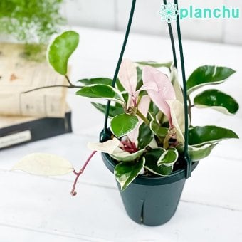 PLANCHU 観葉植物 ホヤ カルノーサ リップカラー 4号吊り鉢 育て方説明書付き Hoya carnosa ‘Lip Color’ サクララン 桜蘭