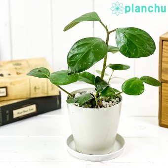 PLANCHU 観葉植物 フィカス デルトイデア 3.5号鉢 受け皿付き 育て方説明書付き Ficus deltoidea コバンボダイジュ 小判菩提樹 ゴムノキ