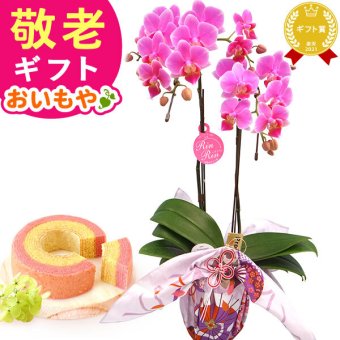 【まだ間に合う】 敬老の日 すぐ贈れるギフト 即日発送 ギフト プレゼント 花 生花 鉢植え 鉢花 胡蝶蘭 コチョウラン 蘭 ラン フラワーギフト 苺バウム スイーツ お菓子 洋菓子 花とお菓子 60代 70代 80代 90代 おじいちゃん おばあちゃん 孫 孫から 送料無料 おいもや