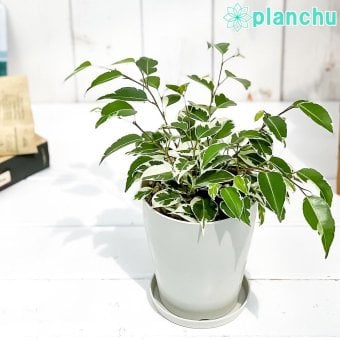 PLANCHU 観葉植物 フィカス ベンジャミン スターライト 4号鉢 受け皿付き 育て方説明書付き Ficus benjamina ‘Star Light’ 幸運を呼ぶ木 ゴムノキ