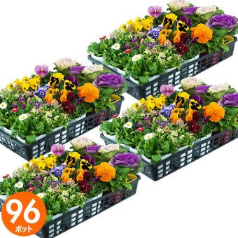 花苗 セット 送料無料 秋のお花おまかせ96ポット ガーデニングに最適です。沖縄・離島を除く
