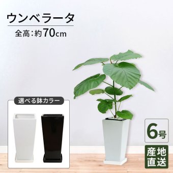 ウンベラータ 6号 角高陶器 高さ約70cm 観葉植物