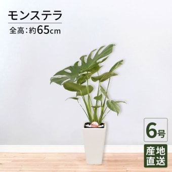 モンステラ 6号 角陶器 高さ約65cm 観葉植物