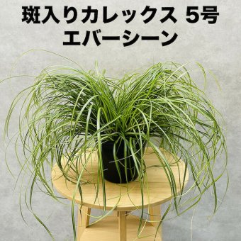 斑入り カレックス オシメンシス エバーシーン 15cmポット苗 株 下草 常緑 多年草 グランドカバー カラーリーフ 庭 寄せ植えに 花壇 鉢植え 高耐寒性