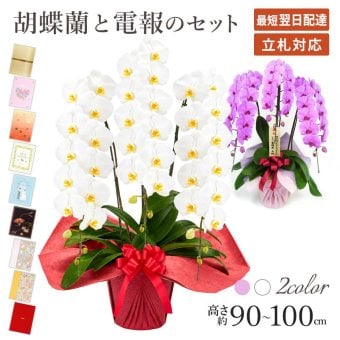 【送料無料】 大輪胡蝶蘭 ３本立 ハイグレード 【36輪以上、選べる２色】 電報セット可能 フラワー 花 祝電 お祝い ギフト プレゼント 結婚式 結婚祝い 結婚記念日 誕生日 還暦 長寿祝い 記念日 事務所移転 開店 開業祝い 昇進 栄転 就任祝い 定年退職 周年祝い 創立記念 ビジネス 叙勲 受章祝い 孫の日 七五三 いい夫婦の日 クリスマス 成人式 成人祝い 年賀 お正月 翌日配達
