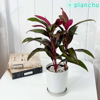 PLANCHU 観葉植物 コルディリネ レッドエッジ 4号鉢 受け皿付き 育て方説明書付き Cordyline fruticosa ‘Red Edge’ コルジリネ グッドラックプランツ
