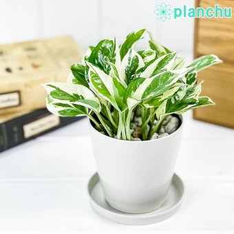 PLANCHU 観葉植物 ポトス エンジョイ 3.5号鉢 受け皿付き 育て方説明書付き PVP Epipremnum aureum ‘N'Joy’ エピプレムナム アロイド