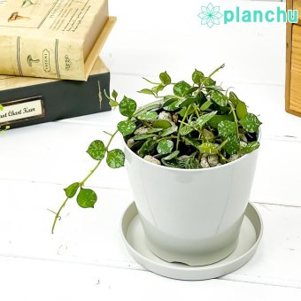 PLANCHU 観葉植物 ホヤ カーティシー 3.5号鉢 受け皿付き 育て方説明書付き Hoya curtisii サクララン 桜蘭